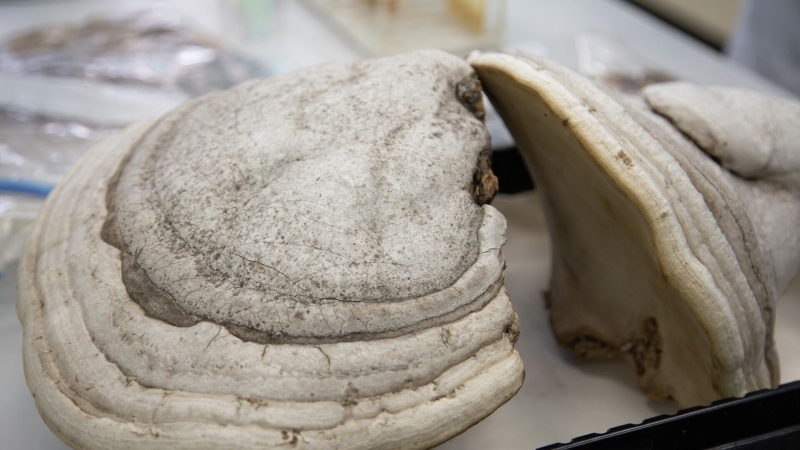 На Урале создали «грибную» мазь для заживления сильных ожогов